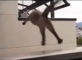 Massive Failed Cat Jump