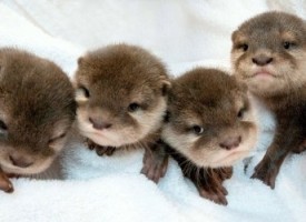 Twelve Of The Cutest Baby Animals On Earth