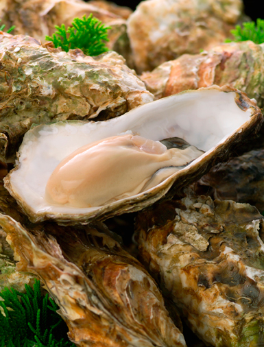 oysters_vss
